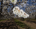 Orchard Blossom 106